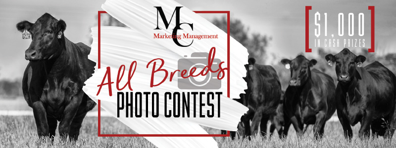 All Breeds Photo Contest